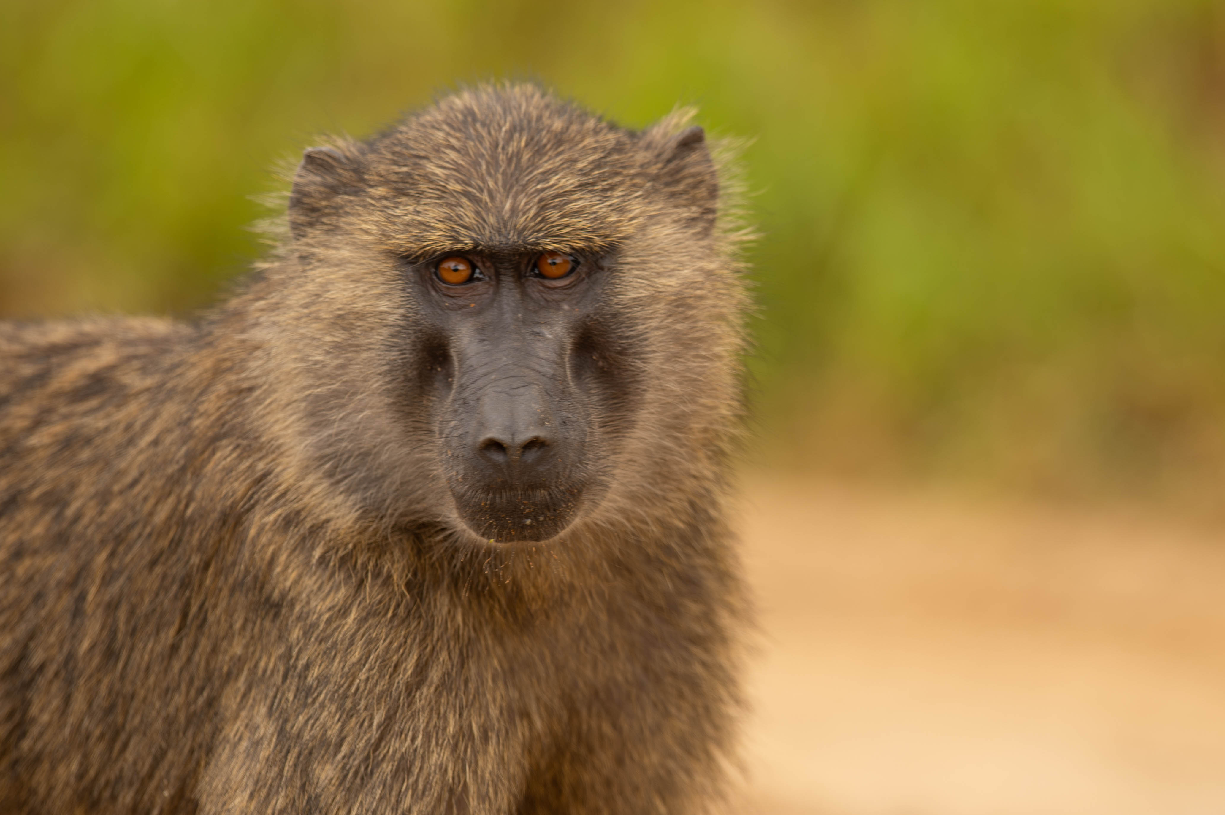 Baboon